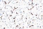 CD163 Antibody in Immunohistochemistry (Paraffin) (IHC (P))