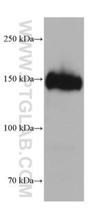 CD163 Antibody in Western Blot (WB)