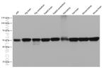ATP6V1B1 Antibody in Western Blot (WB)