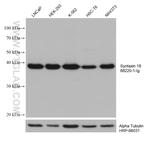 Syntaxin 18 Antibody in Western Blot (WB)