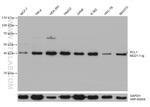 RCL1 Antibody in Western Blot (WB)