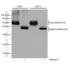 CA12 Antibody in Western Blot (WB)
