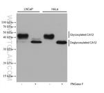 CA12 Antibody in Western Blot (WB)
