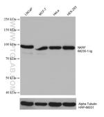 NKRF Antibody in Western Blot (WB)