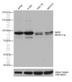 NKRF Antibody in Western Blot (WB)