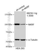 NKRF Antibody in Western Blot (WB)