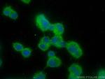 GPSM1 Antibody in Immunocytochemistry (ICC/IF)