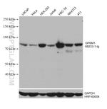 GPSM1 Antibody in Western Blot (WB)
