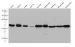PDHB Antibody in Western Blot (WB)