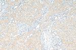 SNX15 Antibody in Immunohistochemistry (Paraffin) (IHC (P))