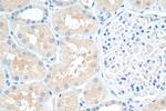 SNX15 Antibody in Immunohistochemistry (Paraffin) (IHC (P))