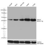 SNX15 Antibody in Western Blot (WB)