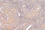 PSMA2 Antibody in Immunohistochemistry (Paraffin) (IHC (P))