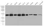 PSMA2 Antibody in Western Blot (WB)