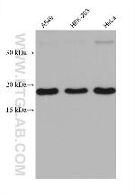 OPA3 Antibody in Western Blot (WB)