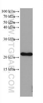 GLO1 Antibody in Western Blot (WB)