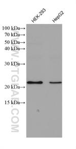 GLO1 Antibody in Western Blot (WB)