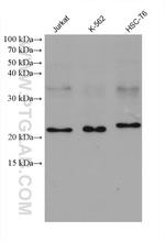 GLO1 Antibody in Western Blot (WB)