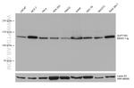 SUPT16H Antibody in Western Blot (WB)