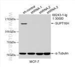 SUPT16H Antibody in Western Blot (WB)