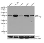 CBX2 Antibody in Western Blot (WB)