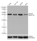 PDCD2L Antibody in Western Blot (WB)