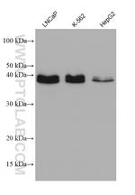 PDCD2L Antibody in Western Blot (WB)
