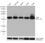 TPMT Antibody in Western Blot (WB)