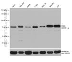 SNX9 Antibody in Western Blot (WB)