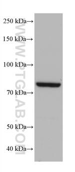 ZER1 Antibody in Western Blot (WB)