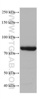 ZER1 Antibody in Western Blot (WB)
