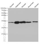 CHCHD3 Antibody in Western Blot (WB)