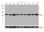 SNX12 Antibody in Western Blot (WB)