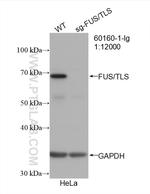 FUS/TLS Antibody in Western Blot (WB)