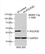 POLR3D Antibody in Western Blot (WB)