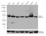 BTN2A1 Antibody in Western Blot (WB)