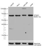 BTN2A1 Antibody in Western Blot (WB)