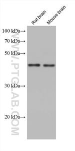 GNAI1 Antibody in Western Blot (WB)