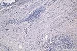 RPS20 Antibody in Immunohistochemistry (Paraffin) (IHC (P))