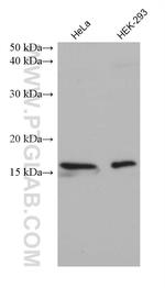 RPS20 Antibody in Western Blot (WB)