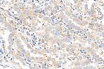 MAP4 Antibody in Immunohistochemistry (Paraffin) (IHC (P))