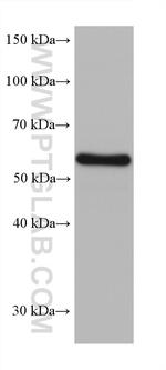 CRMP5 Antibody in Western Blot (WB)