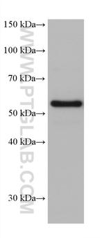 CRMP5 Antibody in Western Blot (WB)
