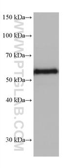 CRMP5 Antibody in Western Blot (WB)