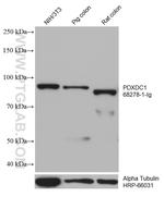 PDXDC1 Antibody in Western Blot (WB)