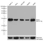 BDH2 Antibody in Western Blot (WB)