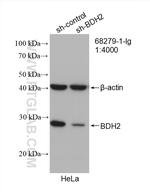 BDH2 Antibody in Western Blot (WB)