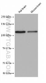 MATR3 Antibody in Western Blot (WB)