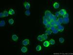 LZTFL1 Antibody in Immunocytochemistry (ICC/IF)