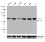 LZTFL1 Antibody in Western Blot (WB)